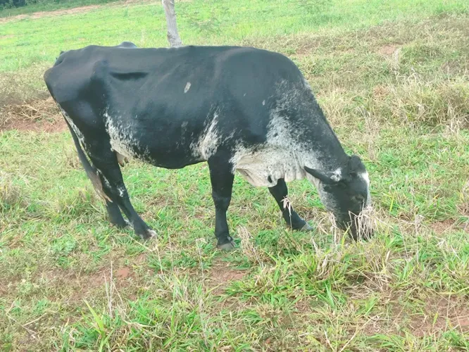 Vaca Leiteira 