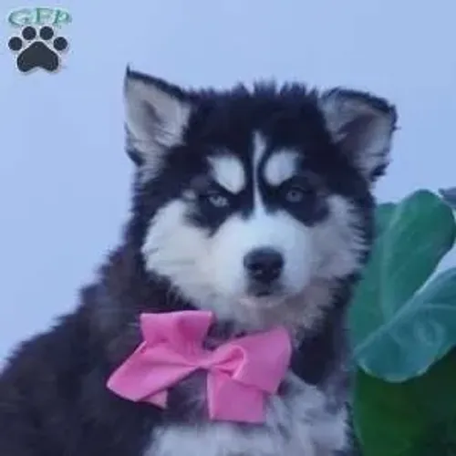 Husky com visual de lobo - destaque total