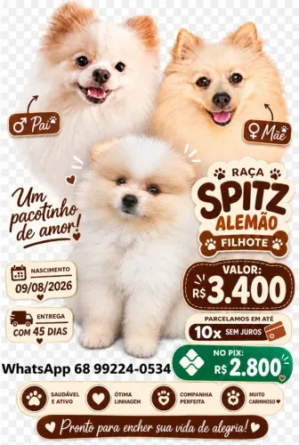 Filhote Spitz Alemão