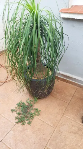 Pata de elefante com mais de 10 anos, linda