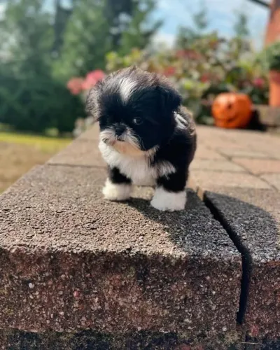 Filhotes de Shih Tzu | Companheiros para toda hora!