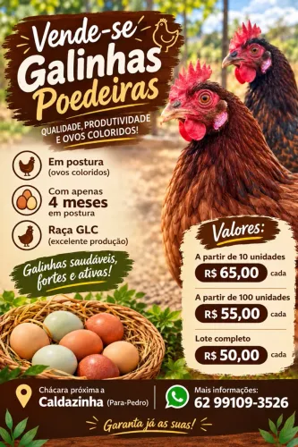 Galinha Poedeira GLC em Postura ovos coloridos