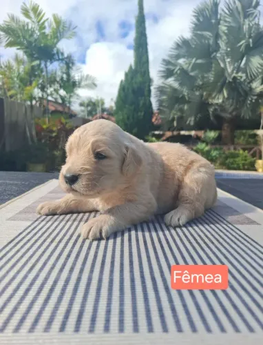 GOLDEN RETRIEVER RESERVAS 