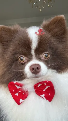 Spitz Alemão Particolor Macho c/ Pedigree Olhos Mel