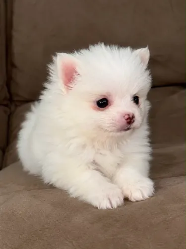 Machinho Spitz Alemão Anão (Lulu da Pomerânia) - Disponível 