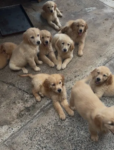 Maravilhosos Golden Retriever apronta entrega