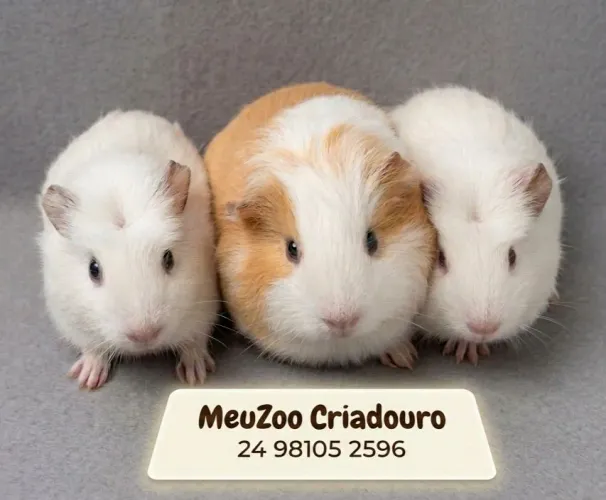 Porquinho da india 