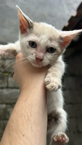 Gatinha