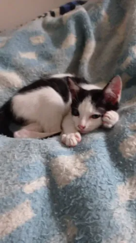 Gato