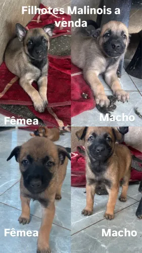 Pastor belga Malinois 