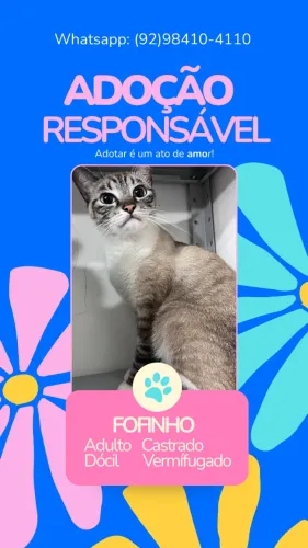 Doação de gatos