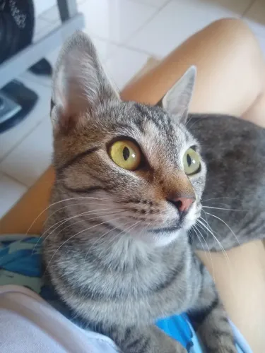 Doação Gata fêmea