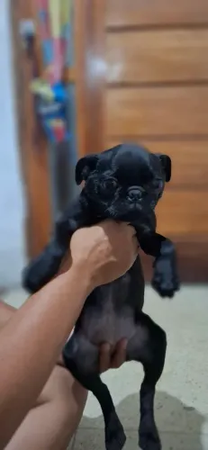 Filhote pug femea preta
