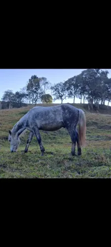 Cavalo Manga Larga Marchador