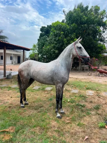 ÉGUA A VENDA