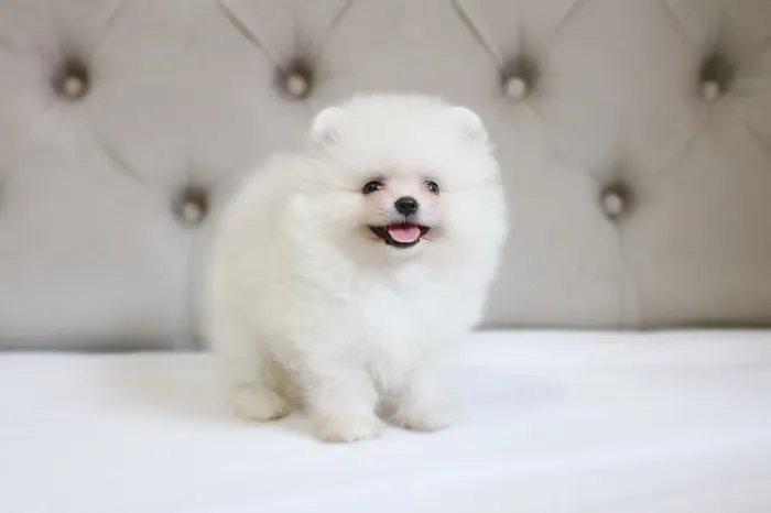 Spitz Alemão - Lulu da Pomerânia machos