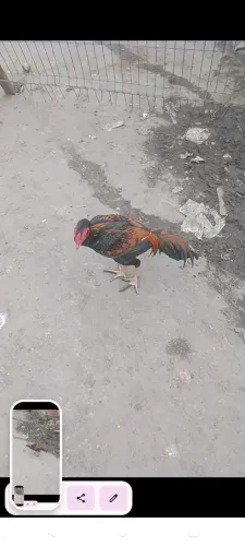 Frango marron lindo de raça