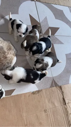Filhotes de shih tzu puro.