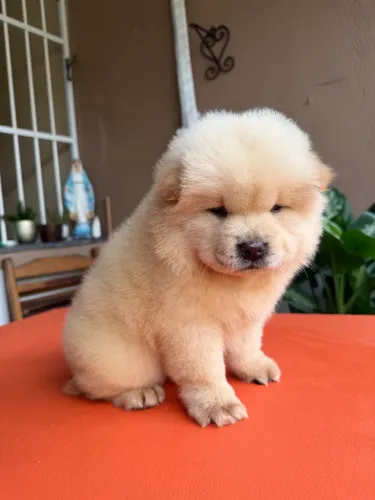 Chow chow American