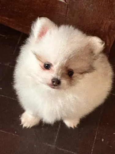 Filhotes de Lulu da pomerania