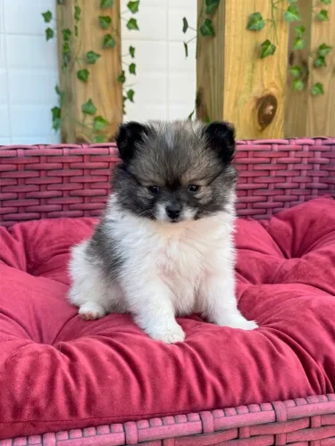 SPITZ ALEMÃO LULU DA POMERANIA FILHOTES DISPONÍVEIS