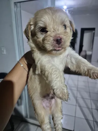 Filhote de poodle