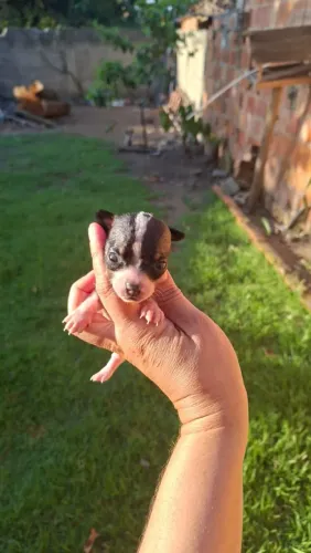 Pinscher  0