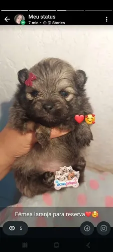 Spitz Alemão fêmea