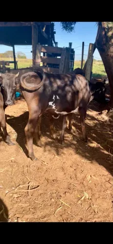 Vende-se três novilhota