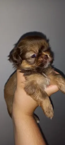 Filhotes de shih tzu