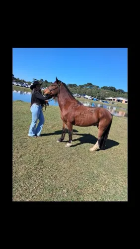 Cavalo