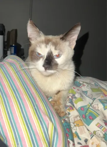 Gatinha para adoção