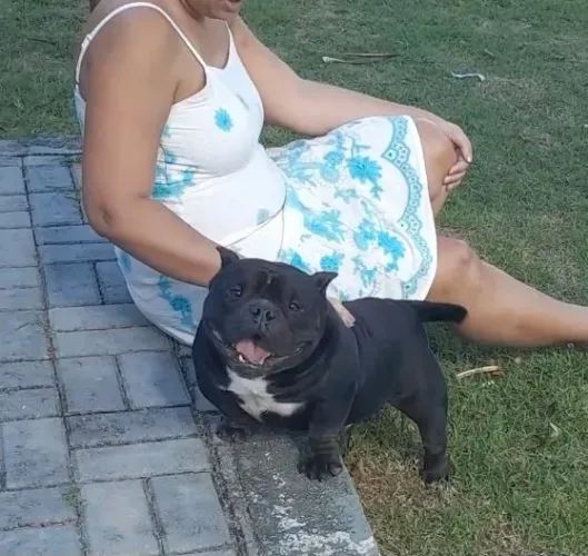 American Bully exótic Padreador/cobertura