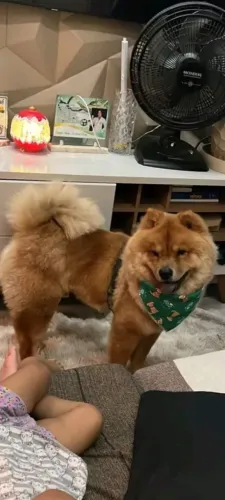 CACHORRO CHOW CHOW PARA CRUZAR.