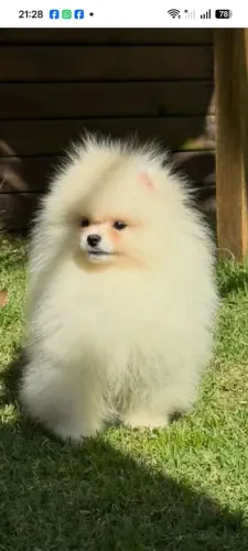 Lulu da pomerana femia