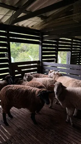 Lote de ovelha  a venda