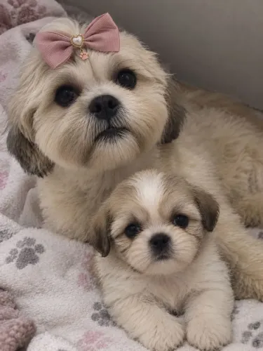 ? Filhotes de Shih-Tzu - Lindos e muito carinhosos ?