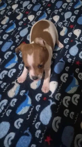 Vendesse cachorrinho