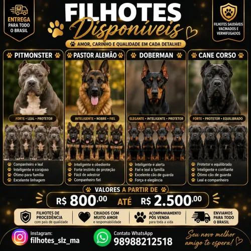 American Bully / pastor alemão e belga / dobermam / cane corso