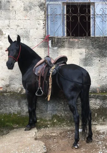 Egua manga larga machador 