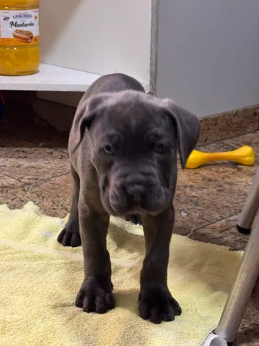 FILHOTE CANE CORSO PEDIGREE