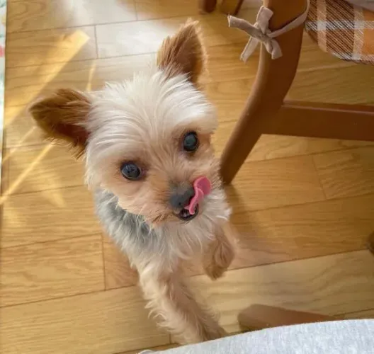 Filhote Yorkshire Terrier, O amigo mais fiel que você pode ter está aqui!