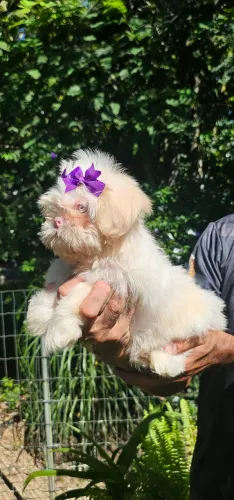 Shih-tzu REALMENTE Albina perfeita 