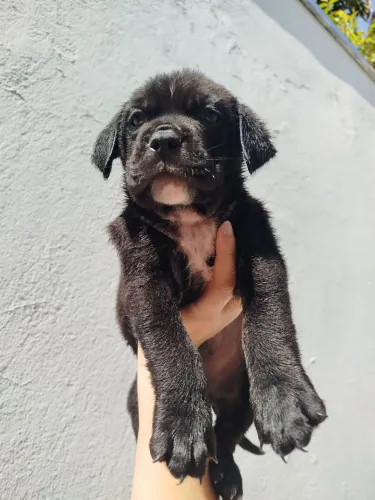 Filhote Goldenbully