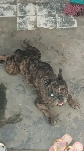 vendo uma buldogue francês fêmea