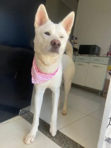 Doação - Akita Inu fêmea de 3 anos (Leia a descrição)