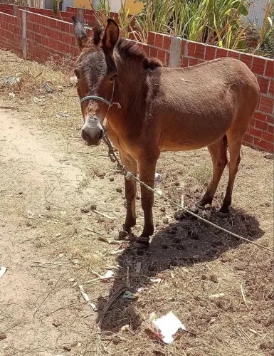 Burro mula macho #ovelha #cabra #garrote #vaca