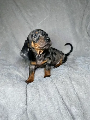Filhote de Dachshund fêmea arlequim