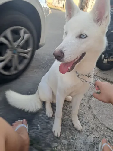 Husky
