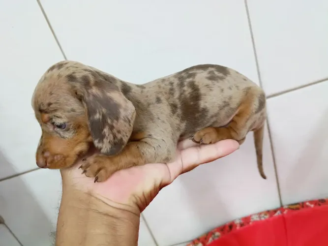 Filhote dachshund Cofap Basset fêmea